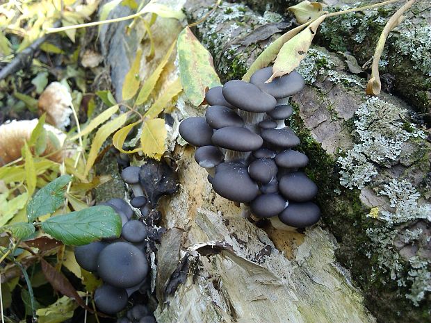 hliva ustricovitá modrastá Pleurotus columbinus Quél.