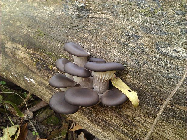 hliva ustricovitá Pleurotus ostreatus (Jacq.) P. Kumm.