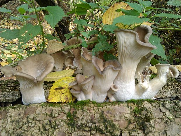 hliva ustricovitá Pleurotus ostreatus (Jacq.) P. Kumm.