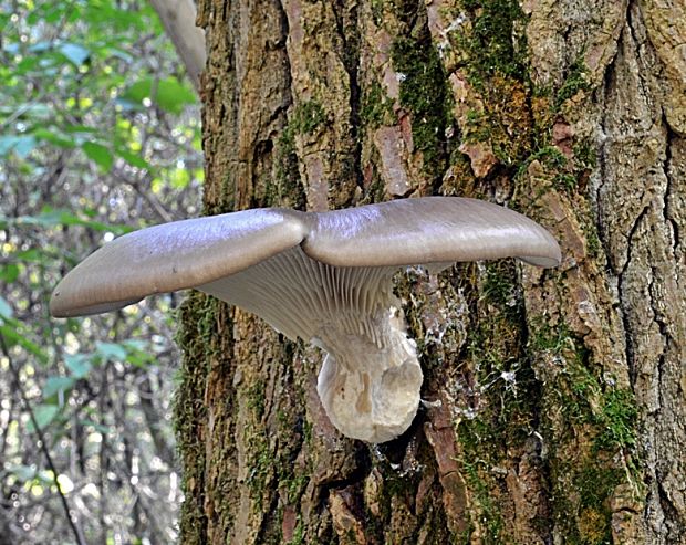 hliva ustricovitá Pleurotus ostreatus (Jacq.) P. Kumm.