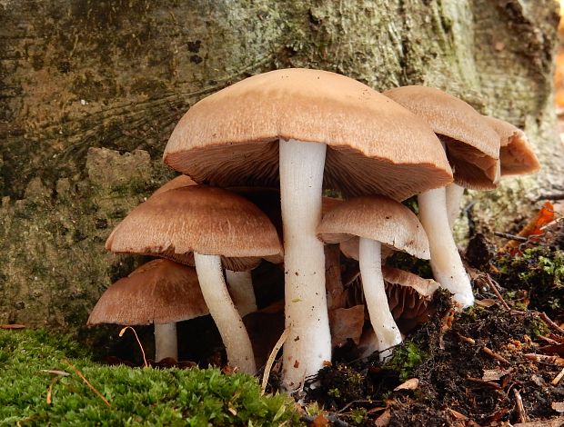 drobuľka Psathyrella sp.