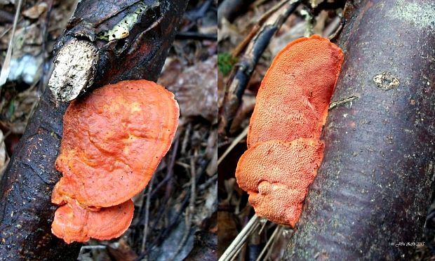 červenica rumelková Pycnoporus cinnabarinus (Jacq.) P. Karst.