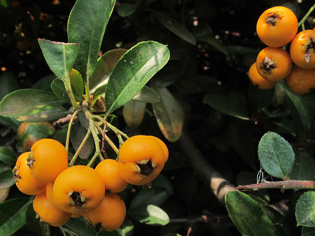 hlohyňa Pyracantha sp.