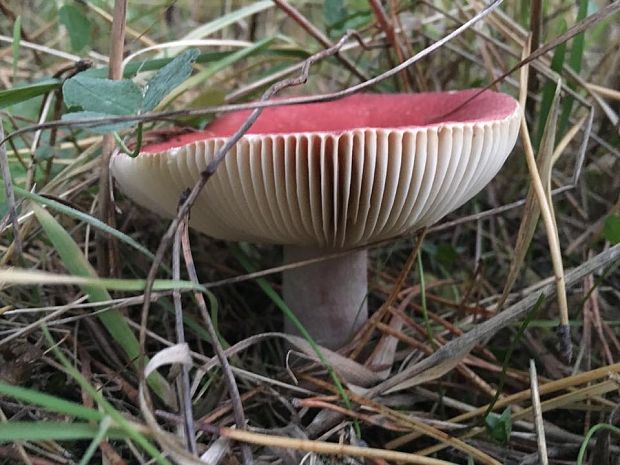 plávka Russula emeticicolor Jul. Schäff.