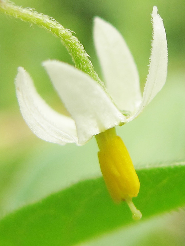 ľuľok čierny Solanum nigrum L.