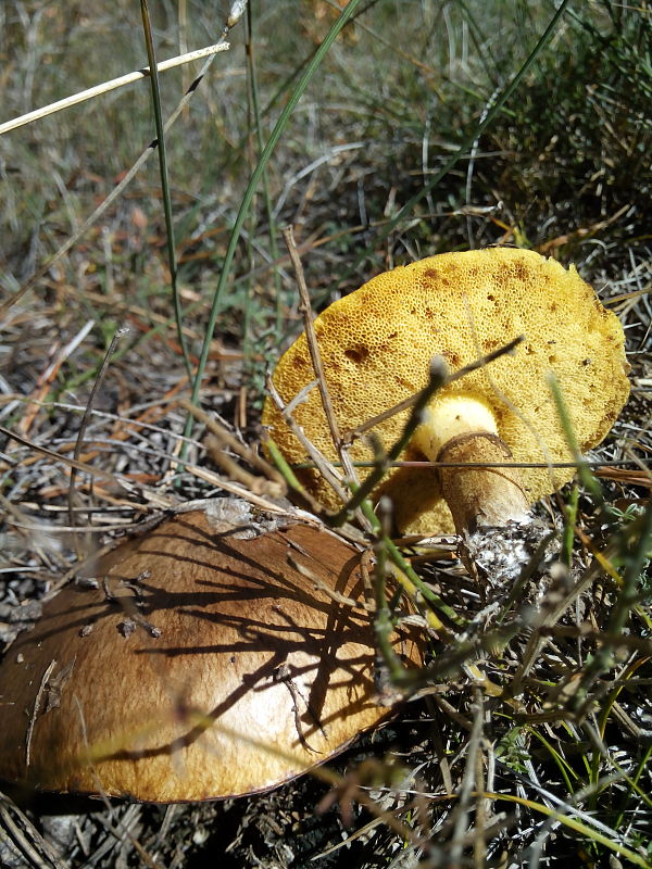 masliak Suillus sp.