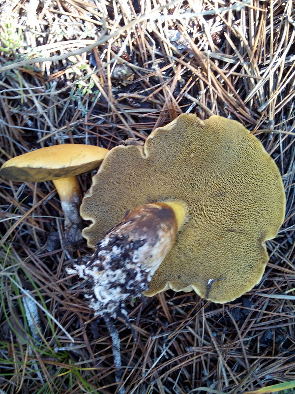 masliak strakatý Suillus variegatus (Sw.) Kuntze