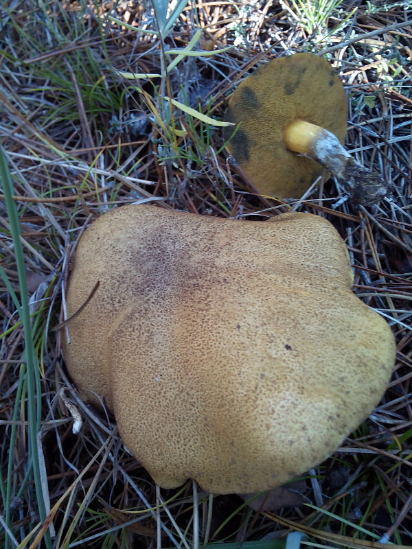 masliak strakatý Suillus variegatus (Sw.) Kuntze