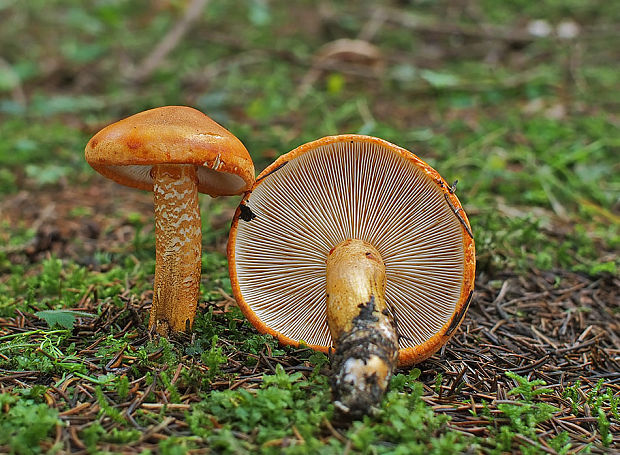 čírovka oranžová Tricholoma aurantium (Schaeff.) Ricken