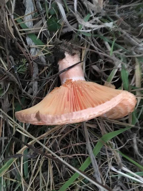 rýdzik Lactarius sp.