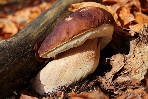 hríb smrekový Boletus edulis Bull.