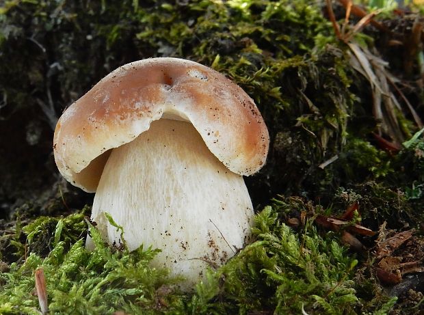 hríb smrekový Boletus edulis Bull.