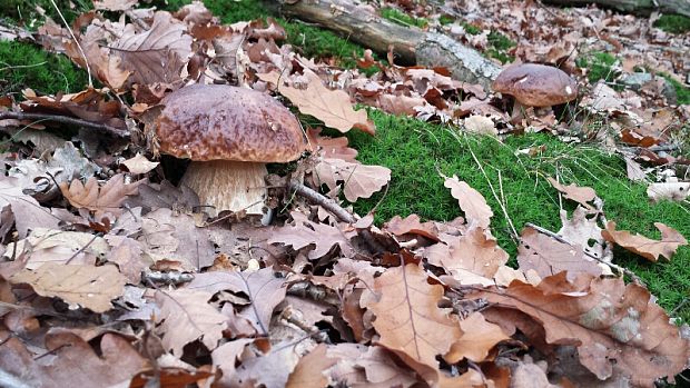 hríb dubový Boletus reticulatus Schaeff.