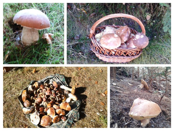 hríb dubový Boletus reticulatus Schaeff.