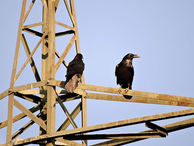 krkavec čierny  Corvus corax