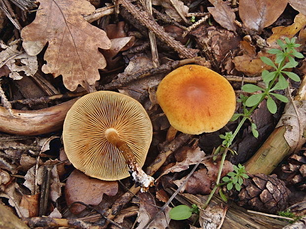 šupinovec nevoňavý Gymnopilus penetrans (Fr.) Murrill