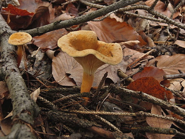 líška oranžová Hygrophoropsis aurantiaca (Wulfen) Maire