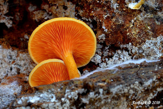 líška oranžová Hygrophoropsis aurantiaca (Wulfen) Maire