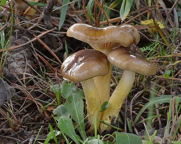 šťavnačka mrazová Hygrophorus hypothejus (Fr.) Fr.