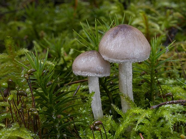 šťavnačka Hygrophorus sp.