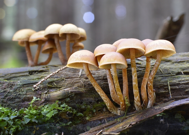 šupinačka menlivá Kuehneromyces mutabilis (Schaeff.) Singer & A.H. Sm.