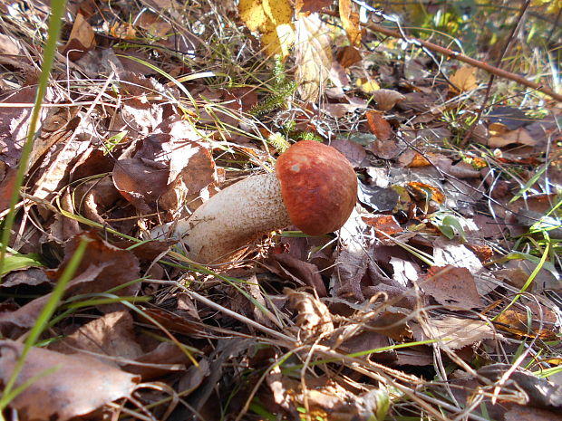 kozák osikový Leccinum albostipitatum den Bakker & Noordel.