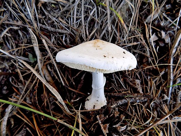 bedlica Leucoagaricus sp.