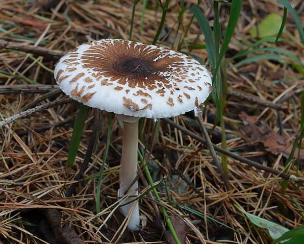 bedľa Macrolepiota sp.