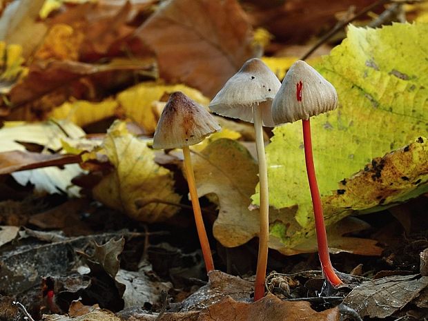 prilbička šafranová Mycena crocata (Schrad.) P. Kumm.