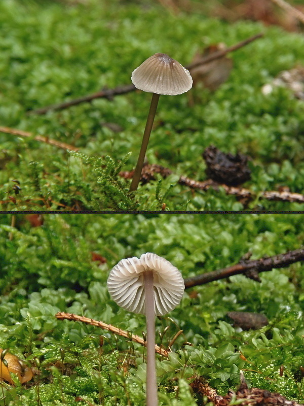 prilbička mliečna Mycena galopus (Pers.) P. Kumm.