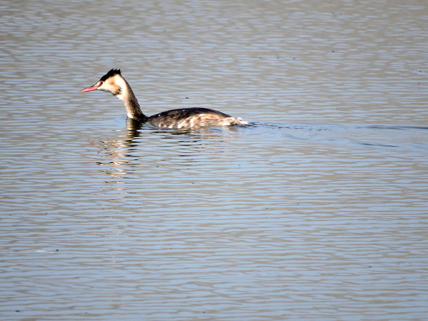 potápka chochlatá   Podiceps cristatus