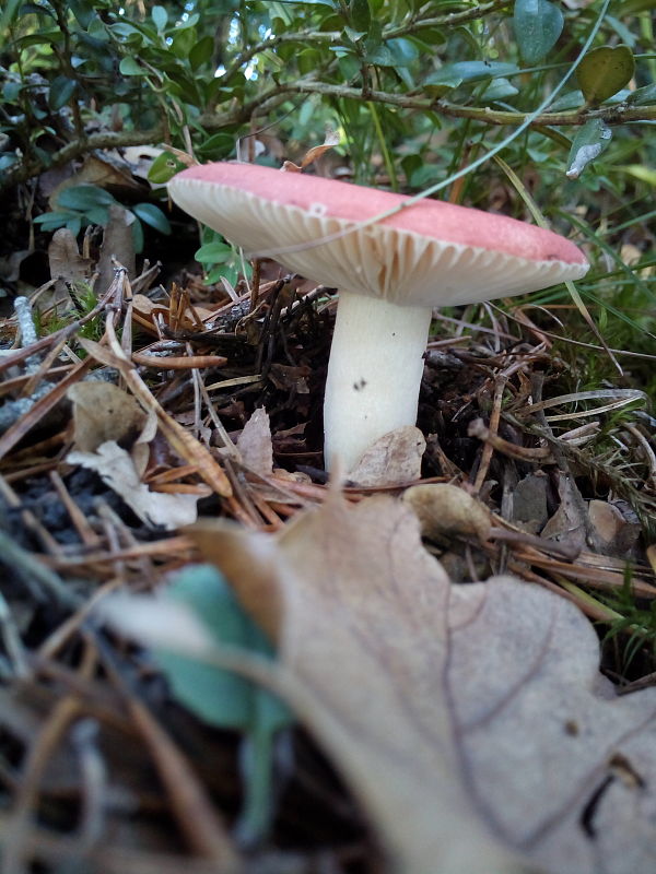 plávka Russula sp.