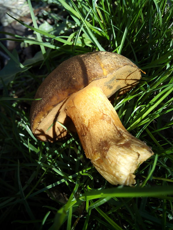 masliak strakatý Suillus variegatus (Sw.) Kuntze