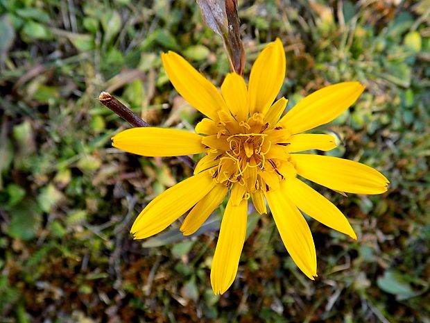 kozobrada lúčna Tragopogon pratensis L.