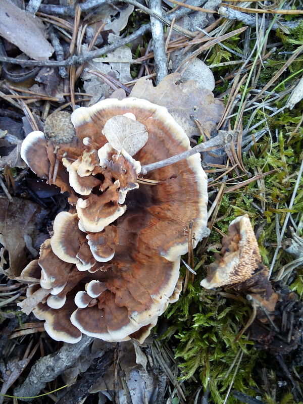 trúdnikovec pestrý Trametes versicolor (L.) Lloyd