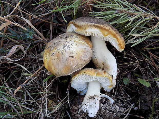 čírovka zelenohnedastá Tricholoma sejunctum (Sowerby) Quél.