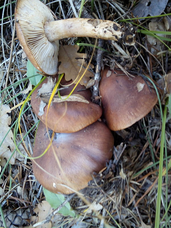 čírovka gaštanovohnedá Tricholoma ustale (Fr.) P. Kumm.