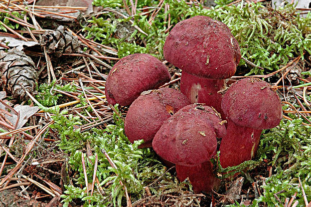 čírovec červenožltý Tricholomopsis rutilans (Schaeff.) Singer