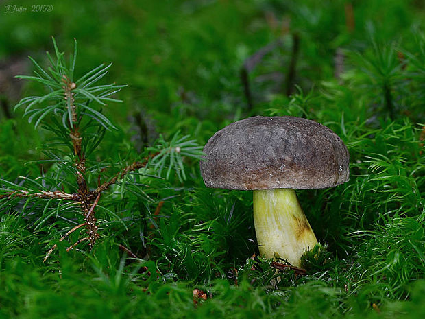 suchohríbnik zamatový Xerocomellus pruinatus (Fr. & Hök) Šutara