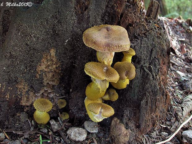 podpňovka žltá Armillaria gallica Marxm. & Romagn.