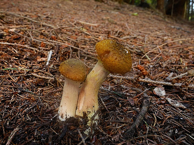 podpňovka tmavá Armillaria ostoyae (Romagn.) Herink