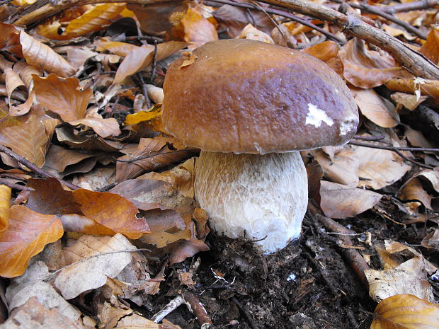 hríb smrekový Boletus edulis Bull.