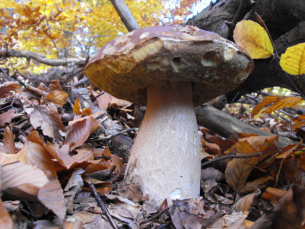 hríb smrekový Boletus edulis Bull.