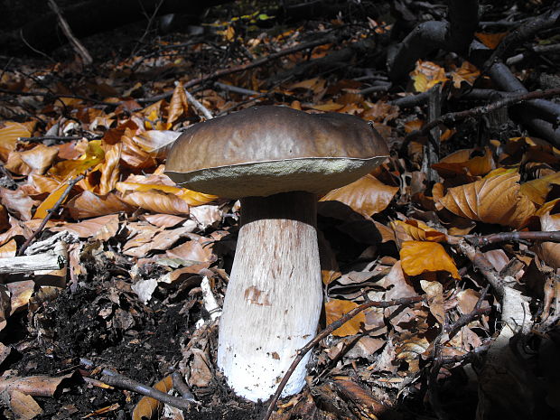 hríb smrekový Boletus edulis Bull.