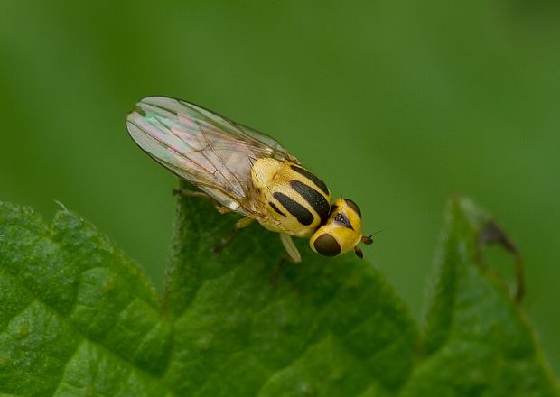 . Chlorops cf.ringens