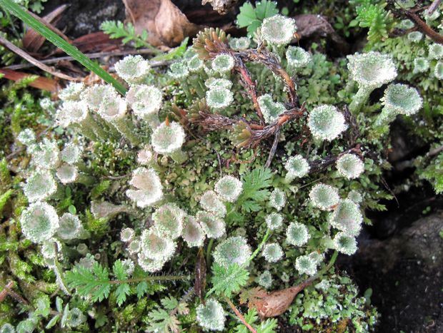 dutohlávka pohárikovitá Cladonia pyxidata (L.) Hoffm.