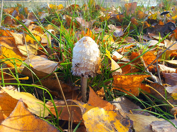 hnojnik obyčajný Coprinus comatus (O.F. Müll.) Pers.