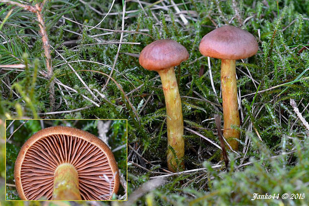 pavučinovec Cortinarius sp.