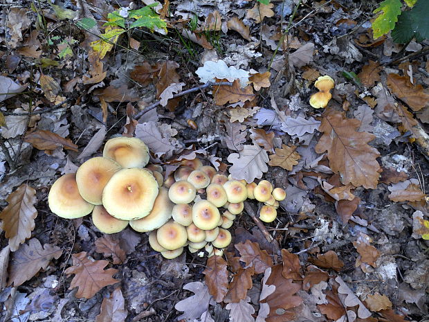 strapcovka zväzkovitá Hypholoma fasciculare (Huds.) P. Kumm.