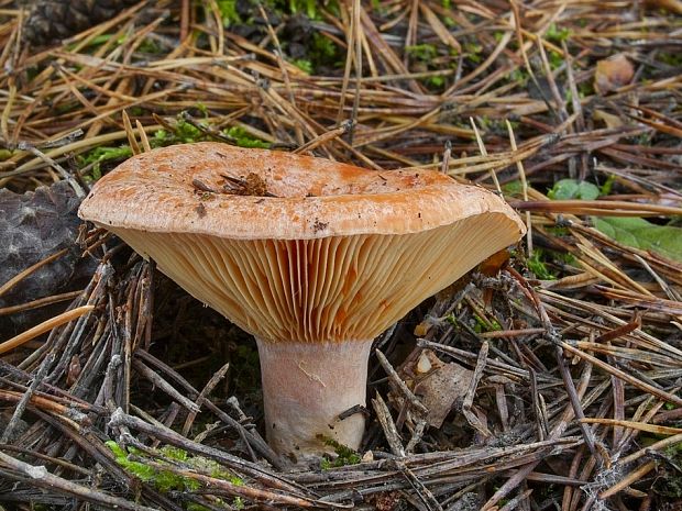 rýdzik pravý Lactarius deliciosus (L.) Gray